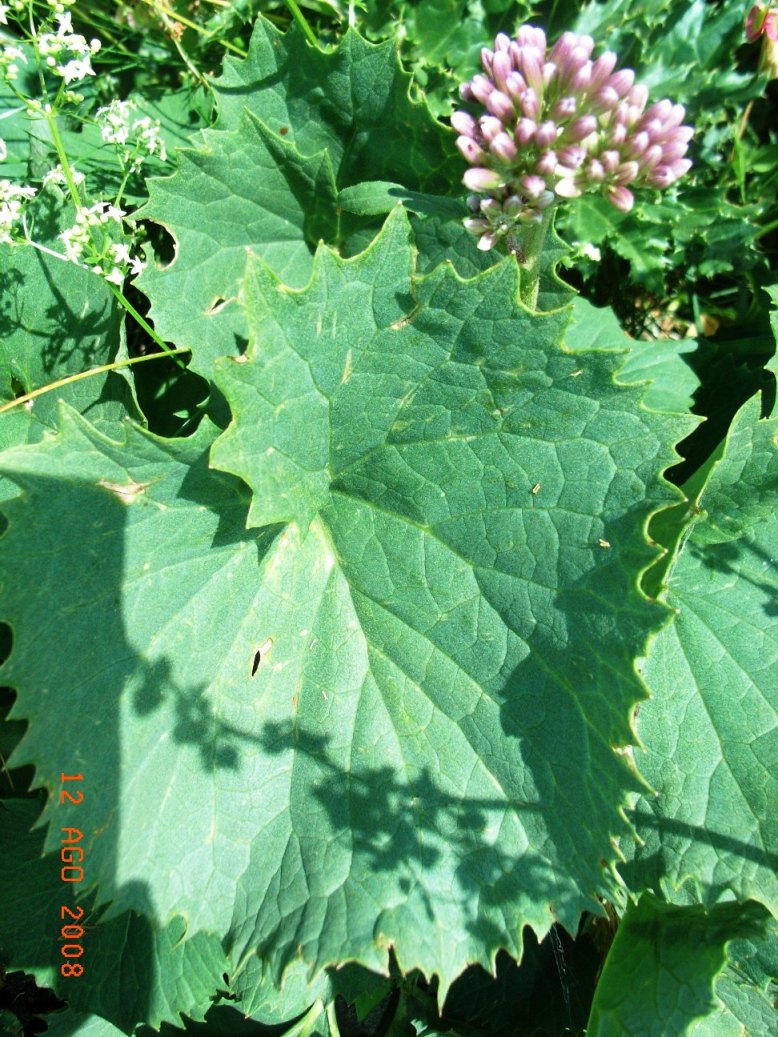 Adenostyles australis